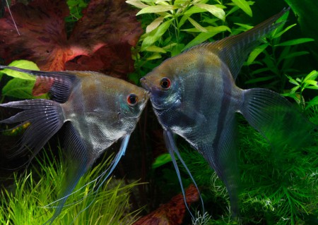 copyright R. Callewaert